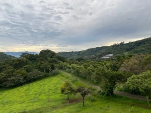 Landscape of coffee farms and a dirt road